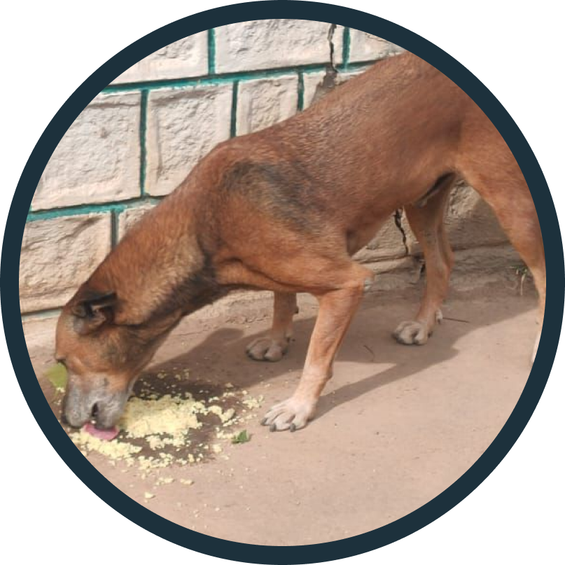 Feeding Program